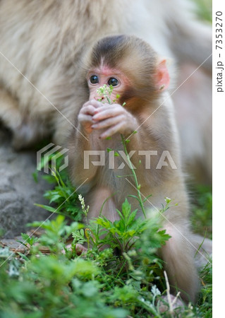 ニホンザル 7353270
