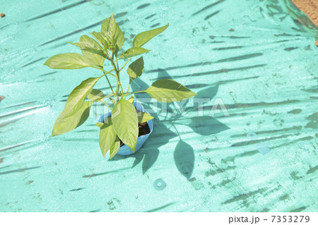 とうがらし 苗 とうがらし 苗 7353279