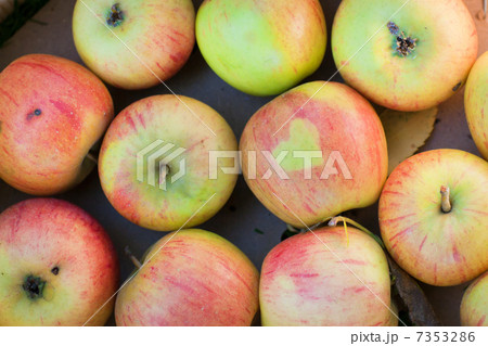Container with fresh apples 7353286
