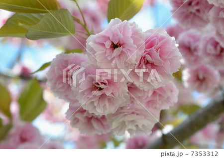 千本ゑんま堂の普賢象桜 7353312
