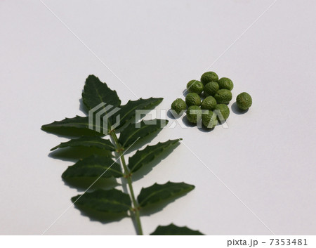 山椒の葉と実 7353481