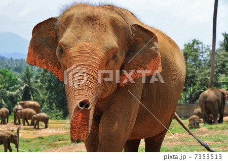 ピンナワラのアジアゾウ 7353513
