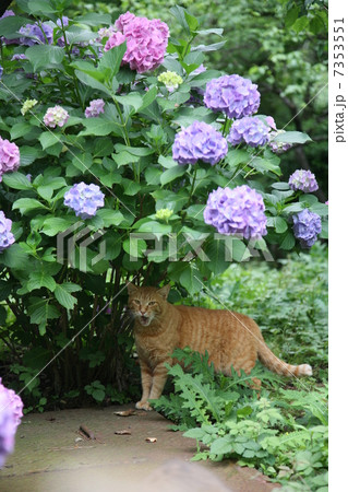 紫陽花と猫 7353551