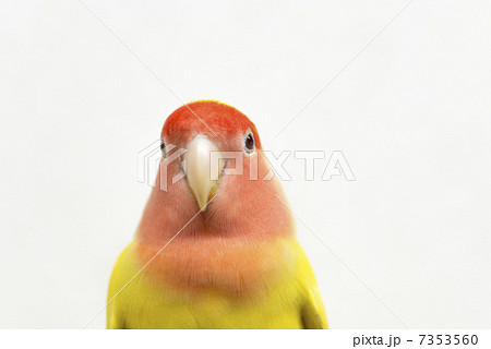 コザクラインコ 7353560