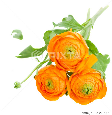 orange ranunculus flowers orange ranunculus flowers 7353832