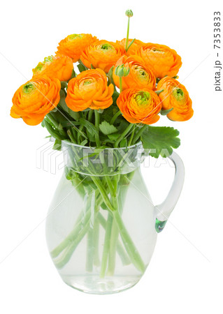 orange ranunculus flowers  in vase 7353833