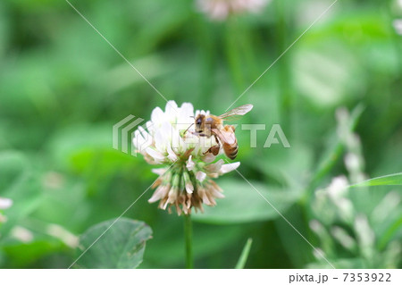ミツバチ 7353922