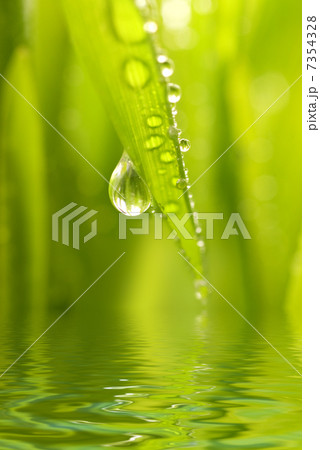 Morning dew on a green grass reflected in rendered water Morning dew on a green grass reflected in rendered water 7354328