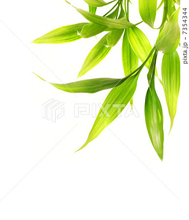 Bamboo leaves isolated on white background 7354344