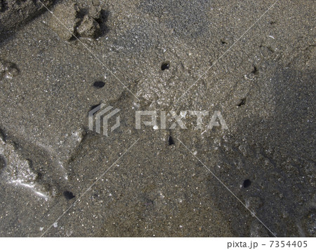 マテガイの巣穴 7354405