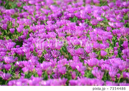 マツバギク 7354486