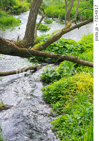 柿田川の水辺 柿田川の水辺 7354617