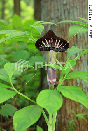 林の中のマムシ草 7354674