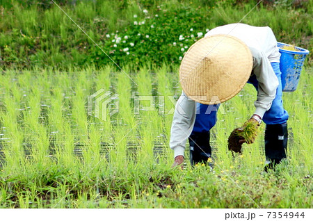 田植え(手植え作業) 田植え(手植え作業) 7354944