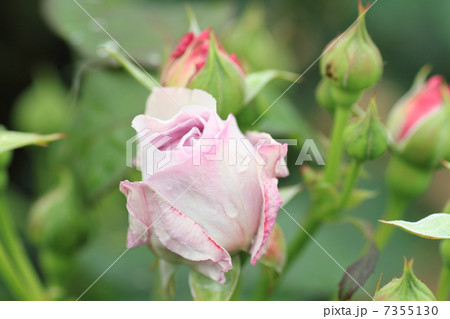 バラの花 7355130