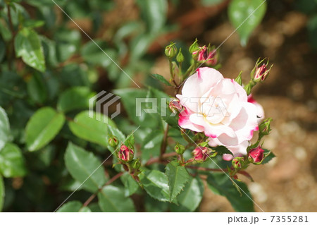 バラの花　サラサ 7355281