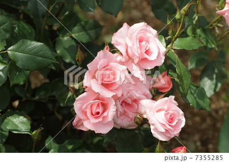 バラの花　プリンセスアイコ 7355285