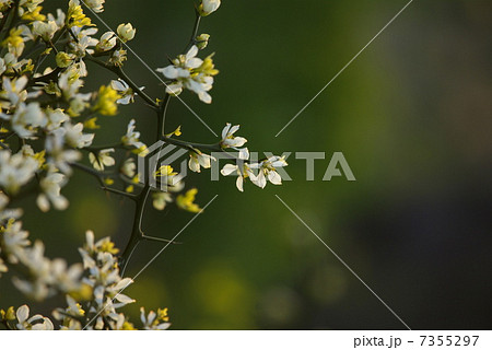 春の陽射しを浴びて咲くカラタチの花（クローズアップ） 7355297