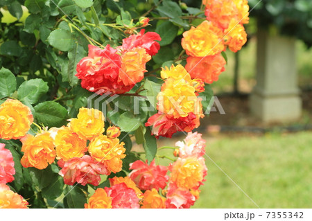 バラの花 ふれ太鼓 バラの花 ふれ太鼓 7355342