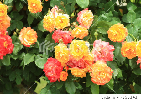 バラの花 ふれ太鼓 バラの花 ふれ太鼓 7355343