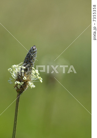 ヘラオオバコ（箆大葉子） 7355358