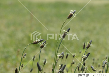 ヘラオオバコ（箆大葉子） 7355359