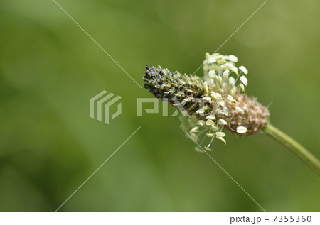 ヘラオオバコ（箆大葉子） 7355360