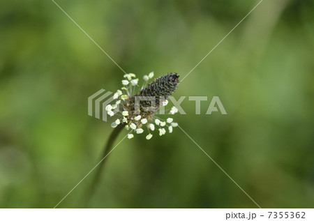 ヘラオオバコ（箆大葉子） 7355362