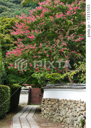 京都 夏の花の寺 京都 夏の花の寺 7355505