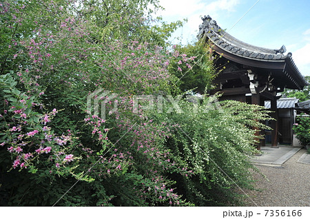 京都　法住寺の萩 7356166