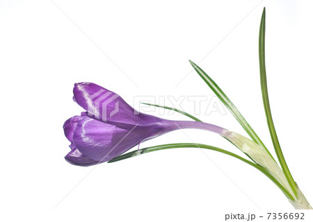 single crocus isolated on white single crocus isolated on white 7356692