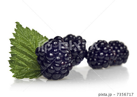 blackberry with green leaf isolated on white 7356717