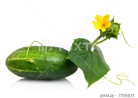 green cucumber with leaves and flower isolated on white 7356835