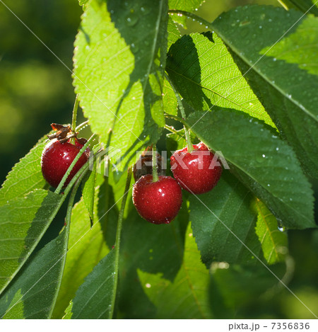 red cherry with leaves and water drops 7356836