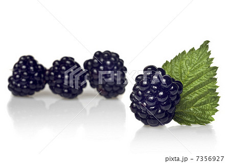 blackberry with green leaf isolated on white 7356927