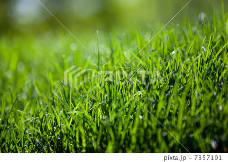 green grass background green grass background 7357191