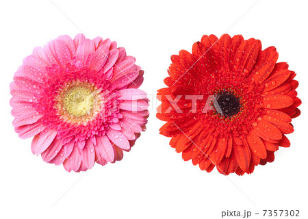 red and pink daisy-gerbera heads with water drops isolated on wh 7357302