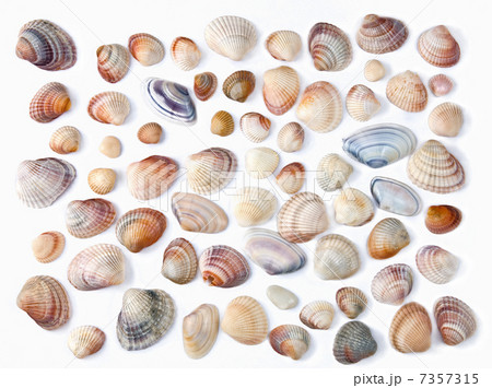 various color shell isolated on white 7357315