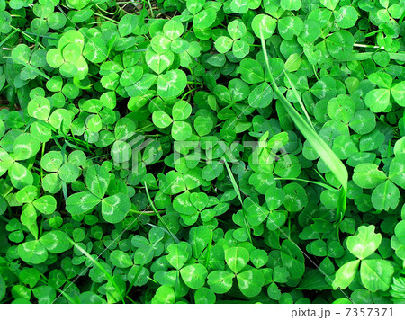 background of green clover 7357371