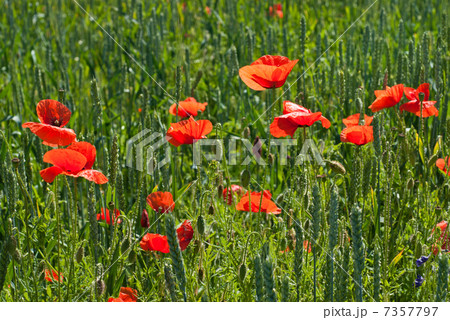 poppy on field of green wheat 7357797
