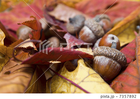 acorns with autumn leaves acorns with autumn leaves 7357892