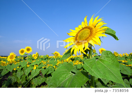 sunflower field over blue sky sunflower field over blue sky 7358056