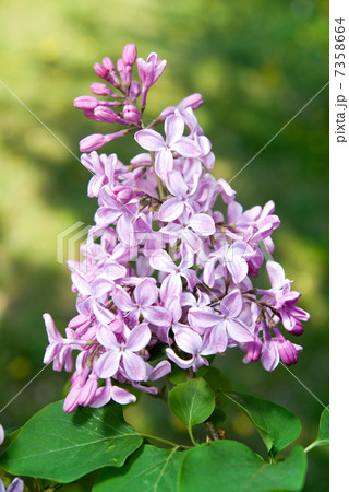 Spring lilac flowers with leaves 7358664