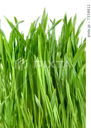 close-up green grass isolated on white 7358811