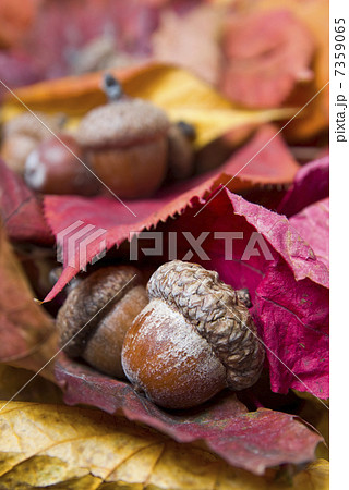 acorns with autumn leaves acorns with autumn leaves 7359065