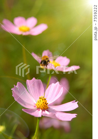 flying bee over the flowers 7359222