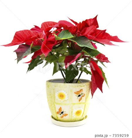 christmas flower 7359259