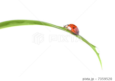 red ladybug on green grass isolated on white red ladybug on green grass isolated on white 7359520