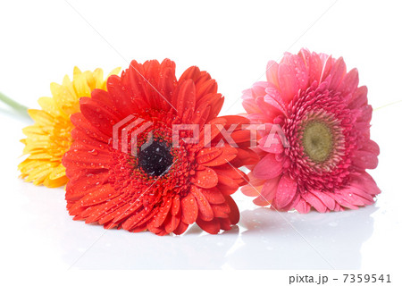 daisy-gerbera with water drops isolated on white 7359541