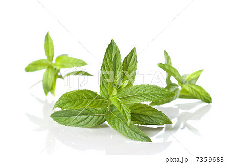 green mint isolated on white 7359683